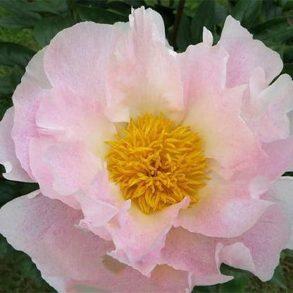 Peony Chiffon Clouds - Peonita