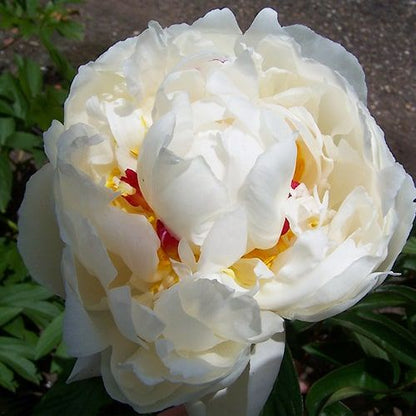 Peony Chinook - Peonita