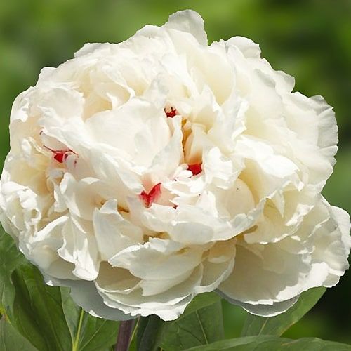 Peony Chinook - Peonita