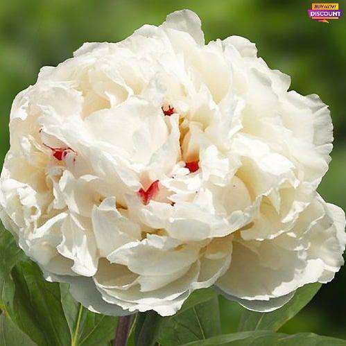 Peony Chinook - Peony Plants from Holland - Peonita