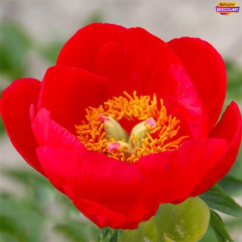 Peony Christina - Peony Plants from Holland - Peonita