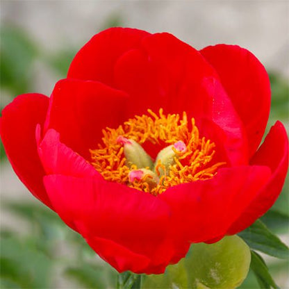 Peony Christina - Peonita