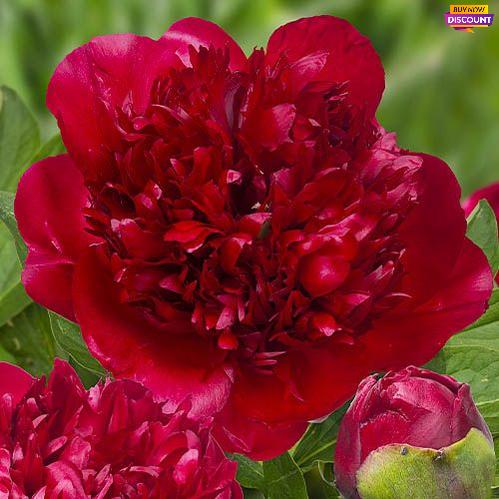 Peony Christmas Velvet - Peony Plants from Holland - Peonita