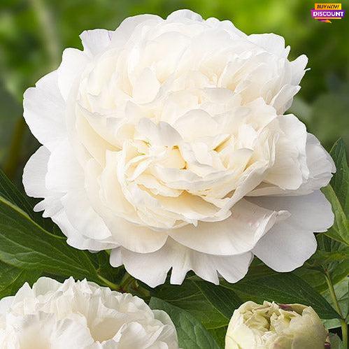Peony Class Act - Peony Plants from Holland - Peonita