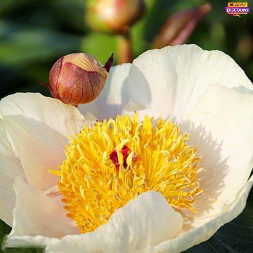 Peony Clearstream - Peony Plants from Holland - Peonita