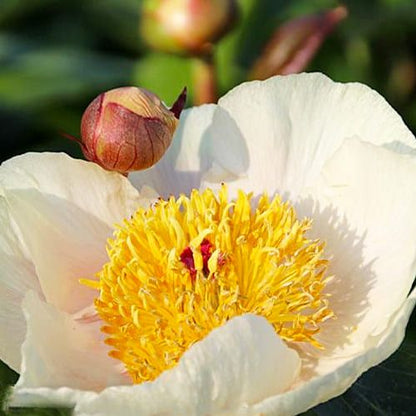 Peony Clearstream - Peonita