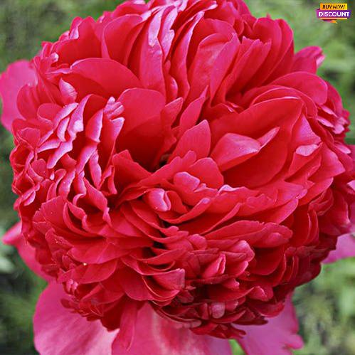 Peony Command Performance - Peony Plants from Holland - Peonita