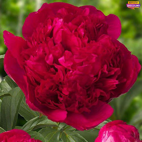 Peony Command Performance - Peony Plants from Holland - Peonita