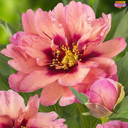 Peony Copper Kettle (ITOH ) - Peony Plants from Holland - Peonita