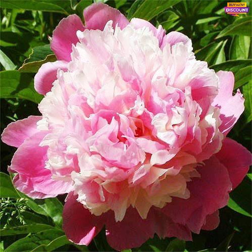 Peony Cora Stubbs - Peony Plants from Holland - Peonita