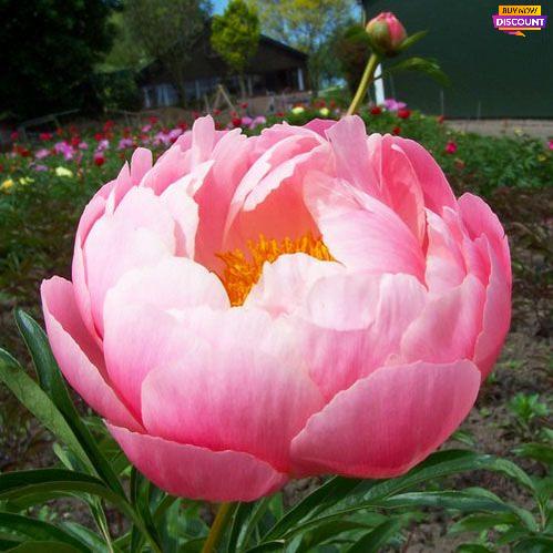Peony Coral Charm - Peony Plants from Holland - Peonita