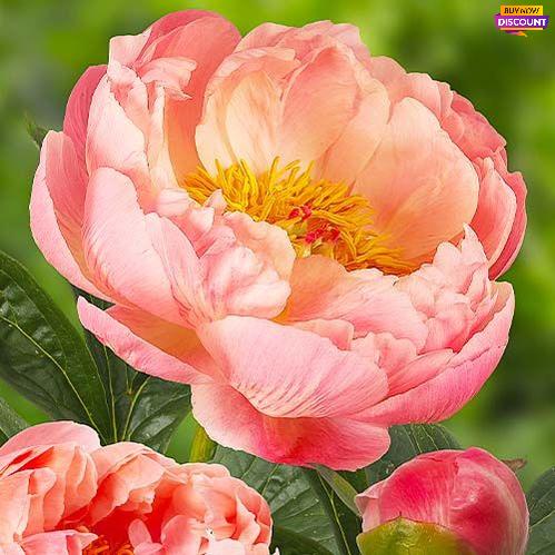 Peony Coral Charm - Peony Plants from Holland - Peonita