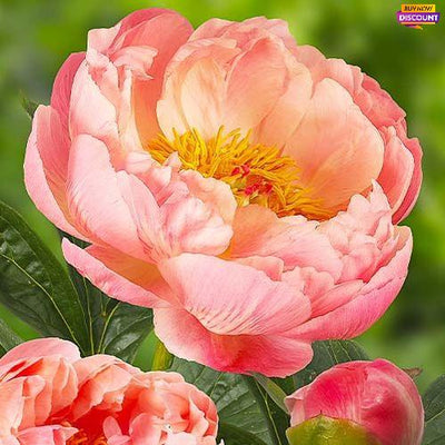 Peony Coral Charm