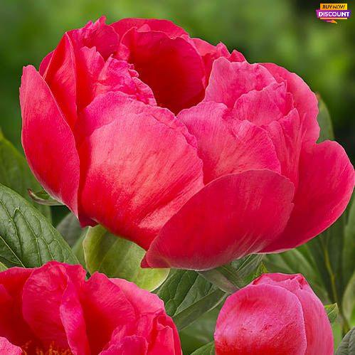 Peony Coral Magic - Peony Plants from Holland - Peonita