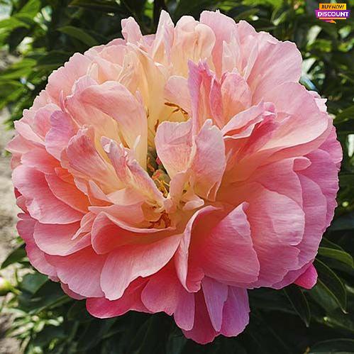Peony Coral Sunset - Peony Plants from Holland - Peonita