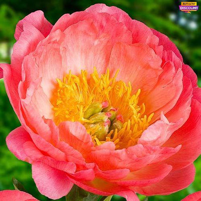 Peony Coral Sunset