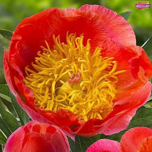 Peony Coral Supreme - Peony Plants from Holland - Peonita