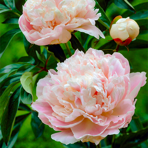 Peony Cornelia Shaylor - Peony Plants from Holland - Peonita