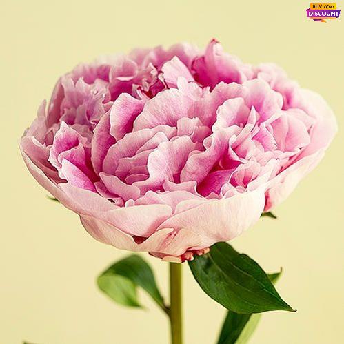 Peony Cotton Candy - Peony Plants from Holland - Peonita