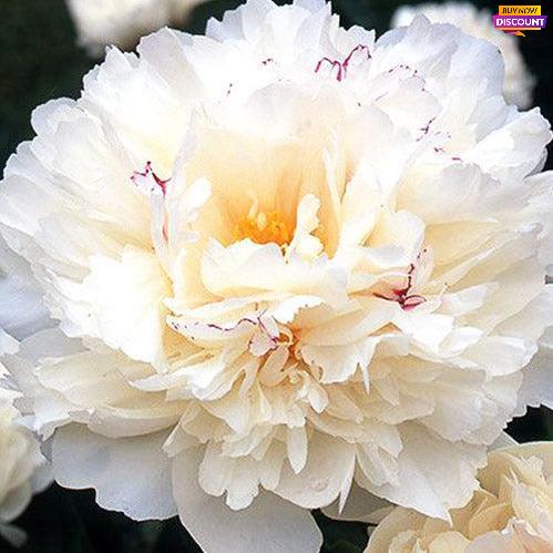 Peony Couronne d'Or - Peony Plants from Holland - Peonita