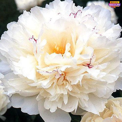 Peony Couronne d'Or