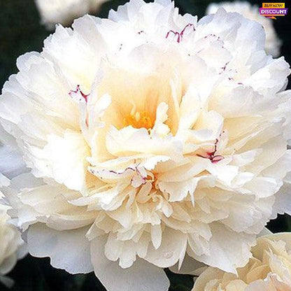 Peony Couronne d'Or - Peony Plants from Holland - Peonita