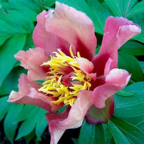 Peony Court Jester (ITOH) - Peony Plants from Holland - Peonita