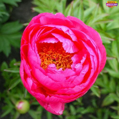 Peony Cytherea - Peony Plants from Holland - Peonita