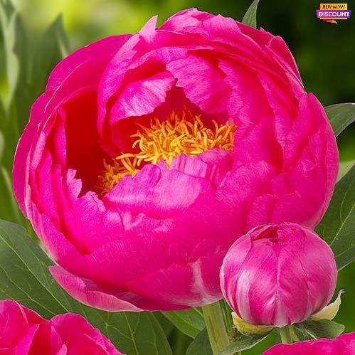 Peony Cytherea - Peony Plants from Holland - Peonita