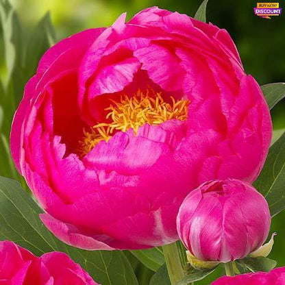 Peony Cytherea - Peony Plants from Holland - Peonita