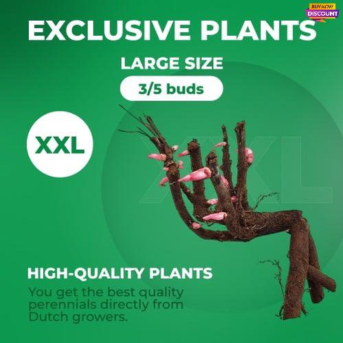 Peony Dark Eyes (ITOH) - Peony Plants from Holland - Peonita