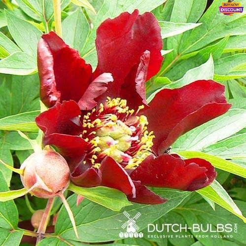 Peony Dark Eyes (ITOH) - Peony Plants from Holland - Peonita