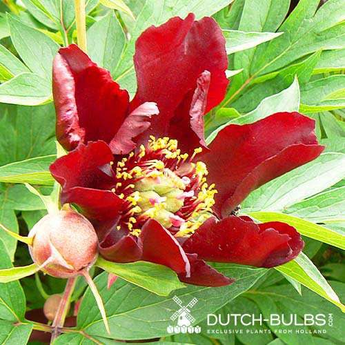 Peony Dark Eyes (ITOH) - Peonita