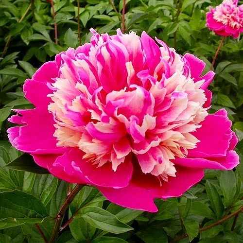 Peony Daydream - Peonita