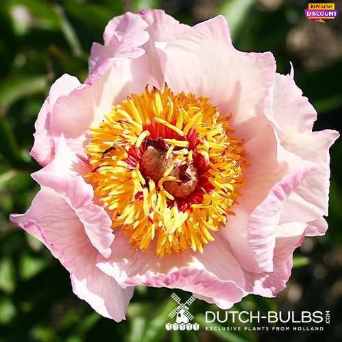 Peony Dearest - Peony Plants from Holland - Peonita