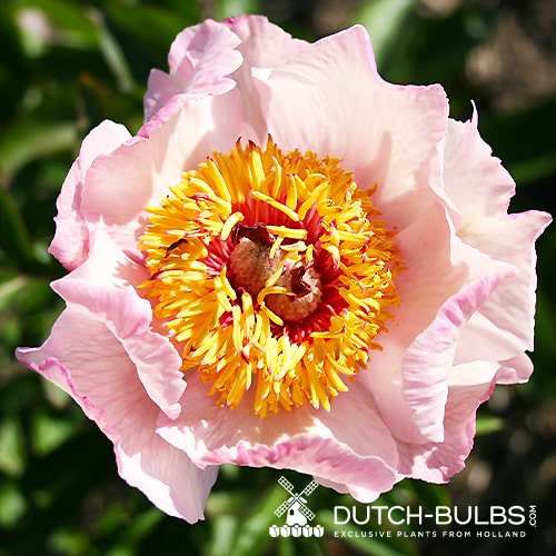 Peony Dearest - Peonita