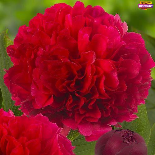 Peony Delaware Chief - Peony Plants from Holland - Peonita