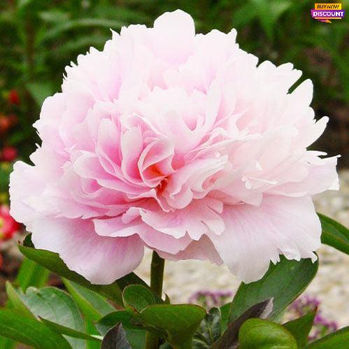 Peony Dinner Plate - Peony Plants from Holland - Peonita