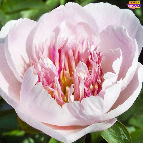 Peony Do Tell (Anemone) - Peony Plants from Holland - Peonita