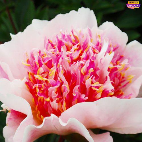 Peony Do Tell (Anemone) - Peony Plants from Holland - Peonita