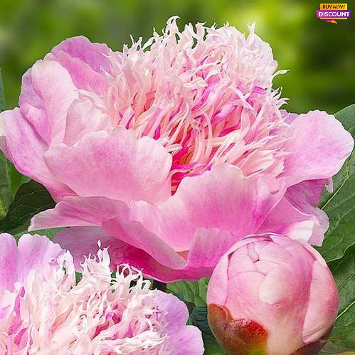 Peony Do Tell (Anemone) - Peony Plants from Holland - Peonita