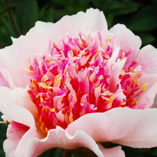 Peony Do Tell (Anemone) - Peonita