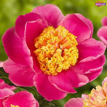 Peony Doreen - Peony Plants from Holland - Peonita