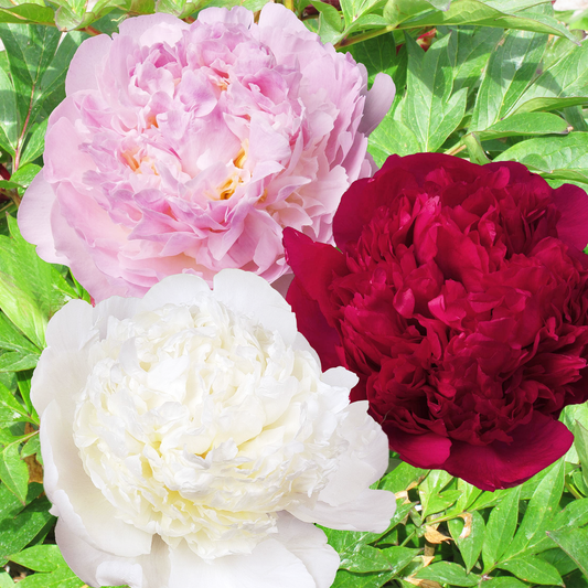 Peony Double Collection (3 plants) - Peony Plants from Holland - Peonita