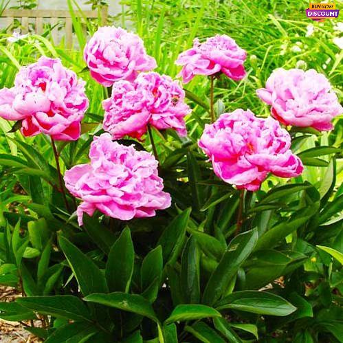 Peony Dr Alexander Fleming - Peony Plants from Holland - Peonita