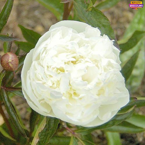 Peony Duchesse de Nemours - Peony Plants from Holland - Peonita