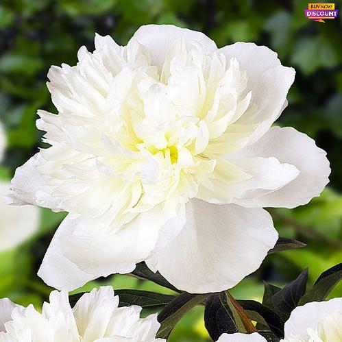 Peony Duchesse de Nemours - Peony Plants from Holland - Peonita
