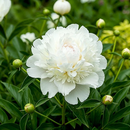 Peony Duchesse de Nemours Selectie