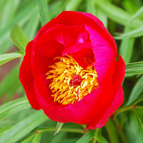 Peony Early Scout - Peonita