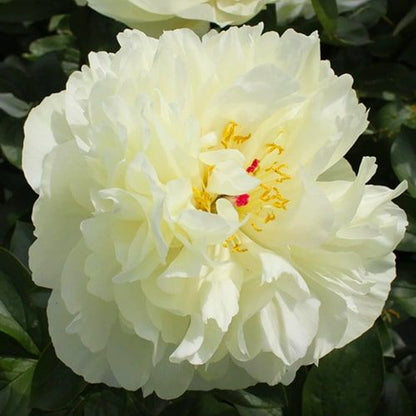 Peony Early Sensation - Peonita